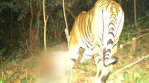 Royal Bengal Tiger spotted in Odisha travelled 750 km from Maharashtra’s Vidarbha Forest Dept