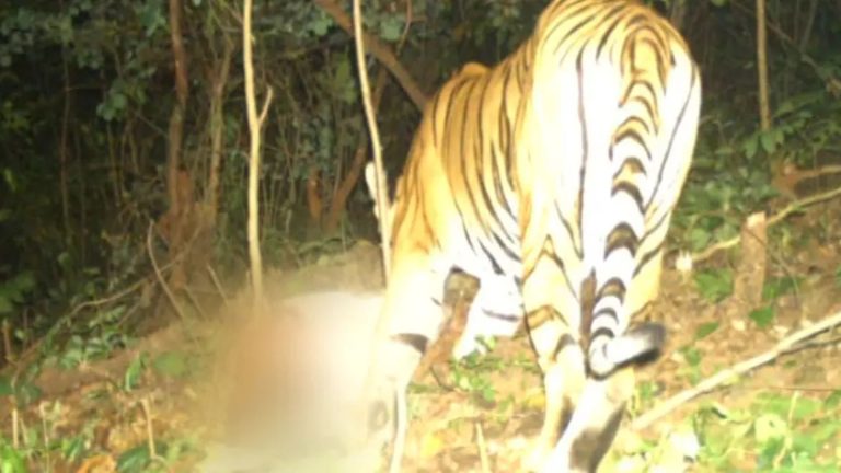 Royal Bengal Tiger spotted in Odisha travelled 750 km from Maharashtra’s Vidarbha: Forest Dept