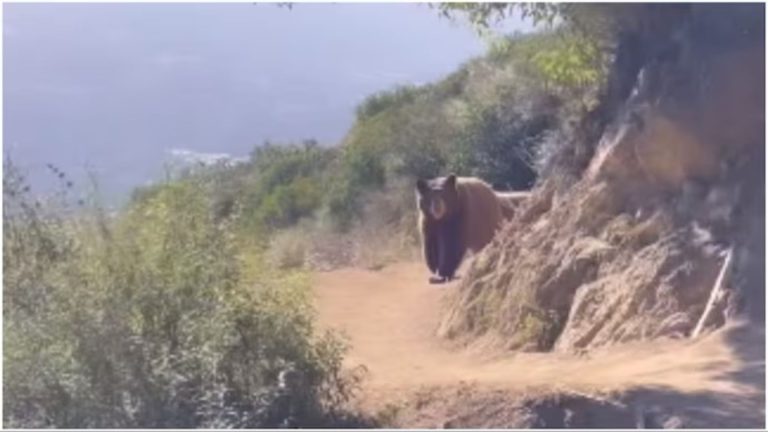 Watch: California woman‘s spine-chilling encounter with a bear is viral